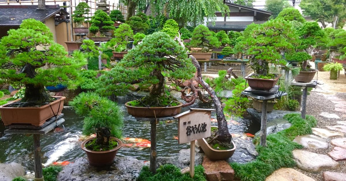 Bonsai
