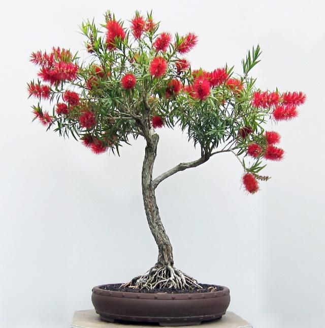 Bottlebrush Bonsai