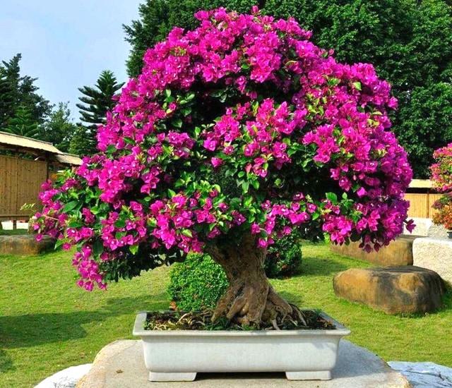 Bougainville Bonsai