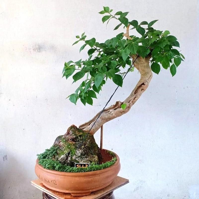 Bougainville Prebonsai