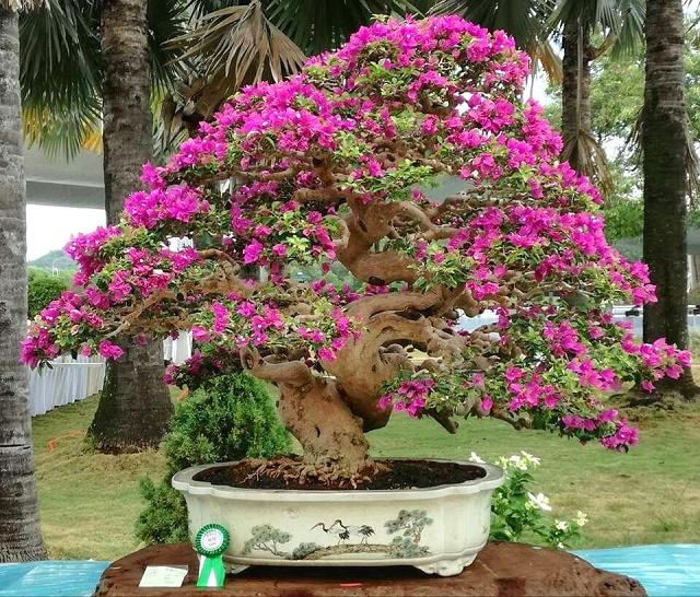 Bougainvillea Bonsai