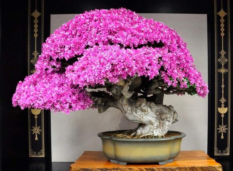 Bougenville Bonsai