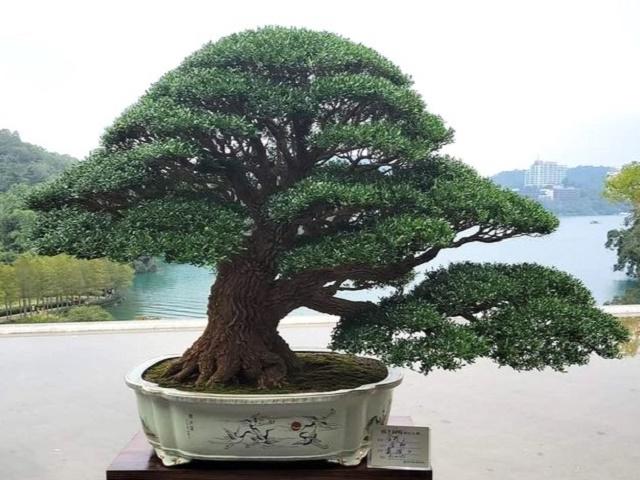 Boxwood Bonsai
