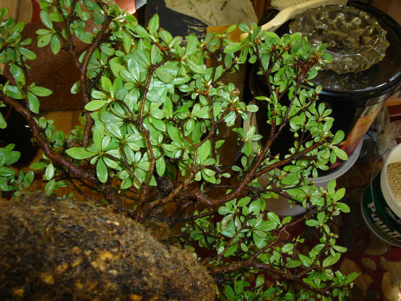 Branch of Satsuki Azalea