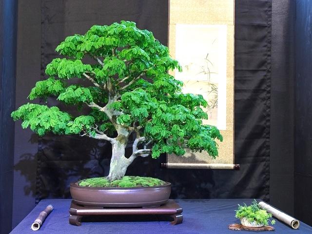 Brazilian Raintree Bonsai