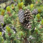 Bristlecone Pine