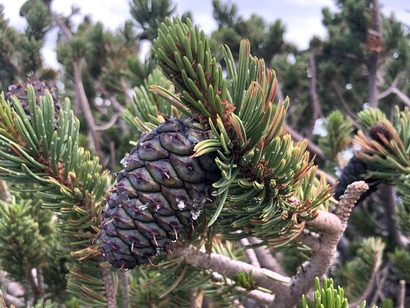 Bristlecone Pine Fruit