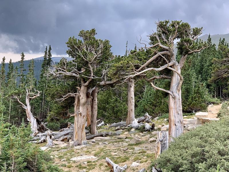 Bristlecone Pine Tree