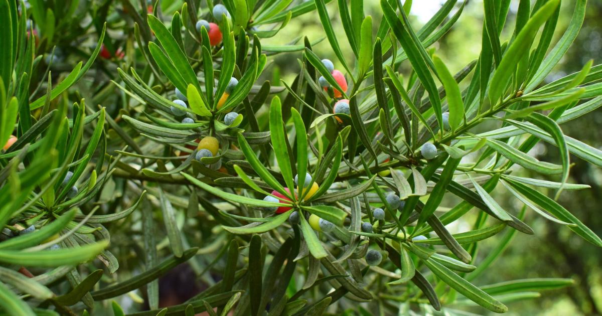 Buddhist Pine