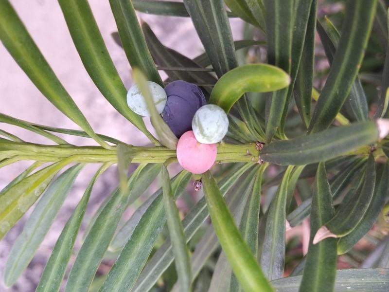Buddhist Pine Fruit