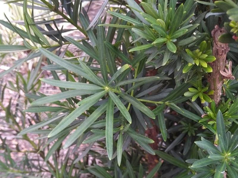 Buddhist Pine Leaves