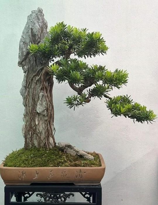 Buddhist Pine Penjing