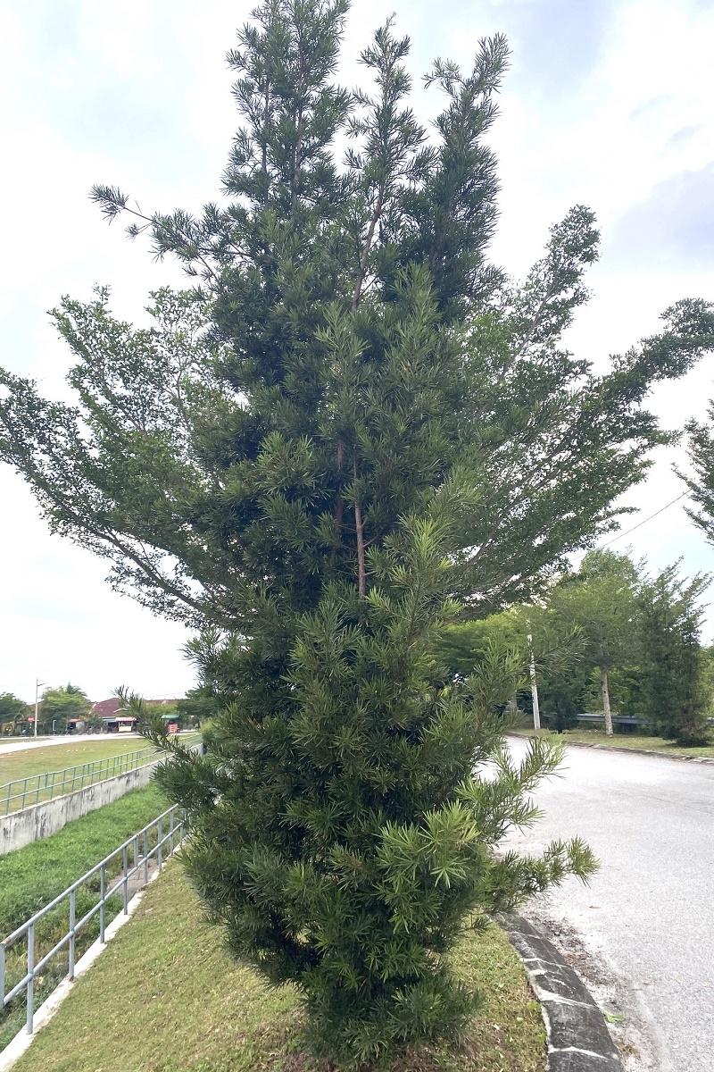 Buddhist Pine Tree
