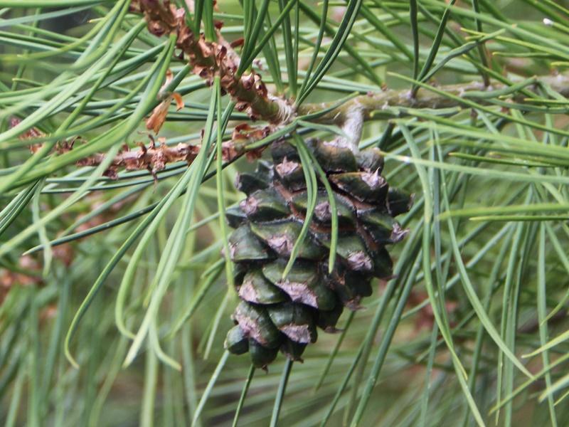 Bunge’s Pine Fruit