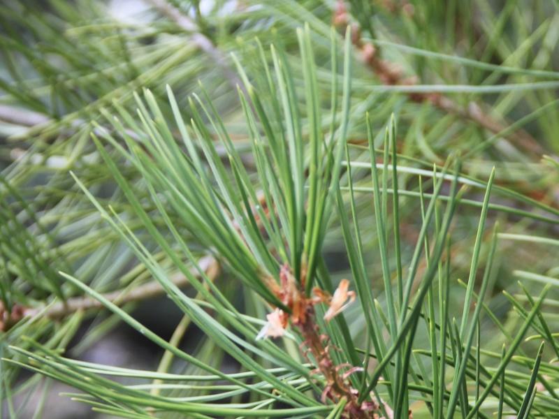 Bunge’s Pine Leaves