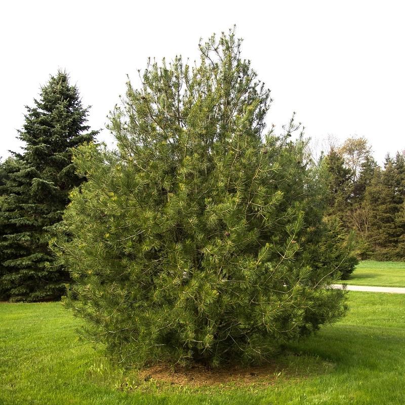 Bunge’s Pine Tree