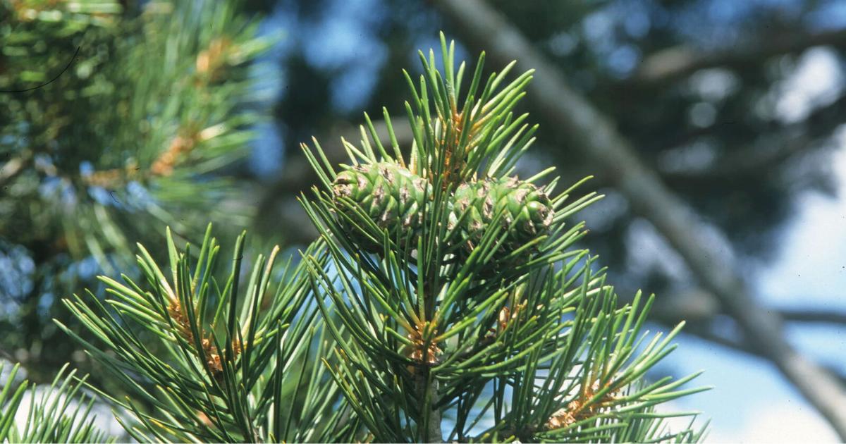 Bunge’s Pine