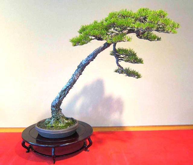 Literaty Bonsai Style