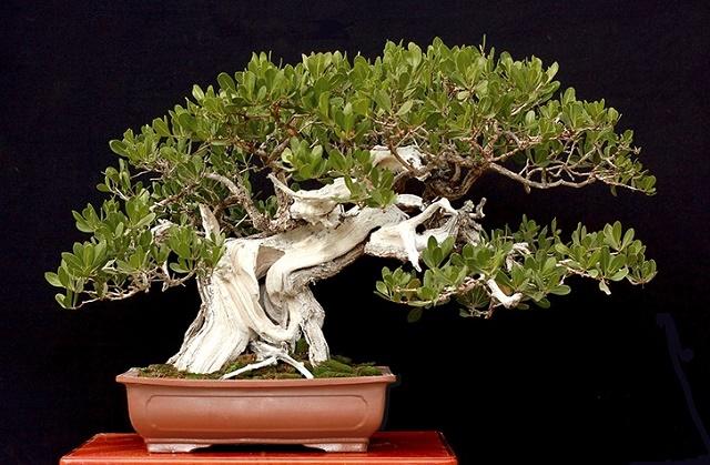 Buttonwood Bonsai