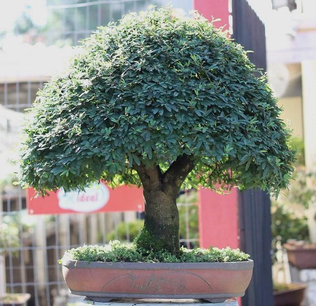 Caliandra Bonsai