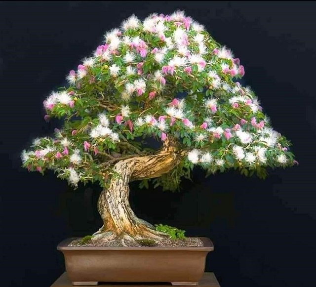 Calliandra Bonsai