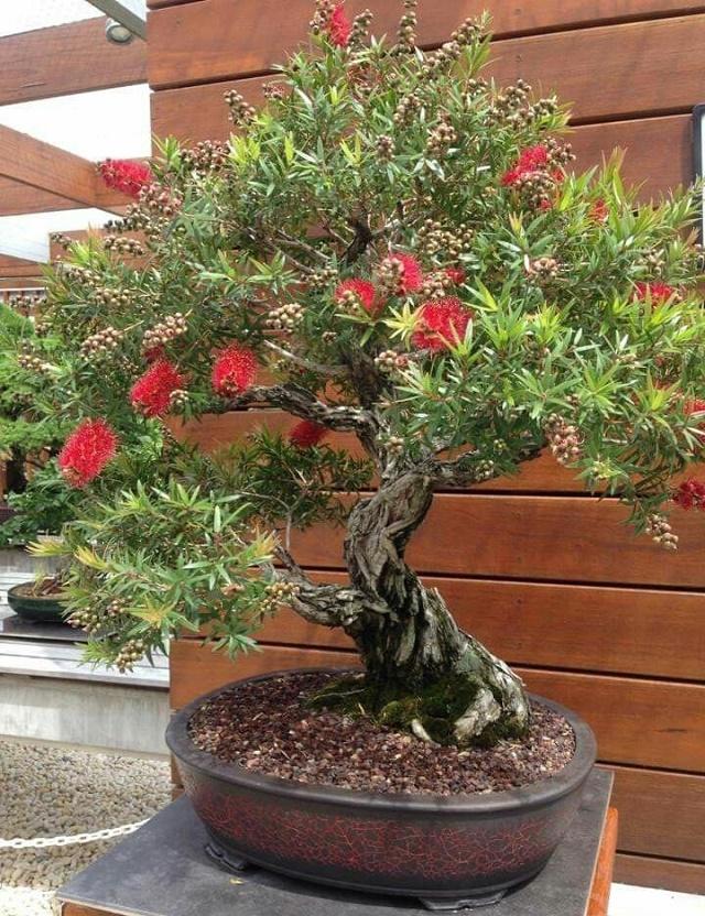 Callistemon Bonsai
