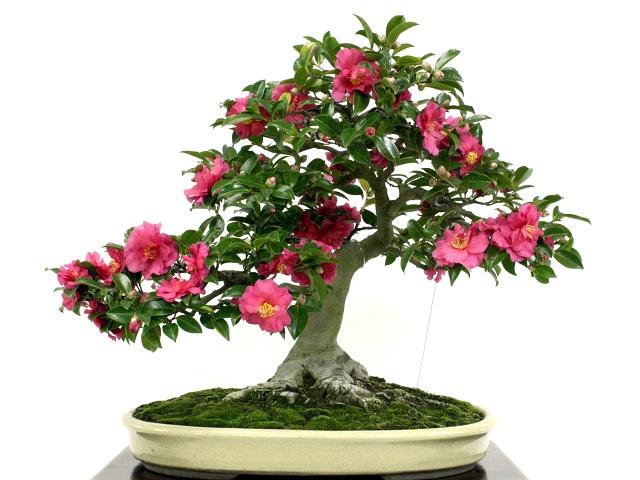 Camellia Bonsai