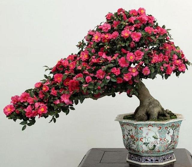 Camellia Bonsai