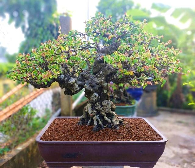 Carambola Bonsai