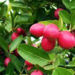 How to Cultivate Carandas Plum