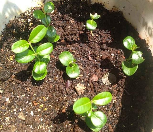 Carandas Plum Germinated