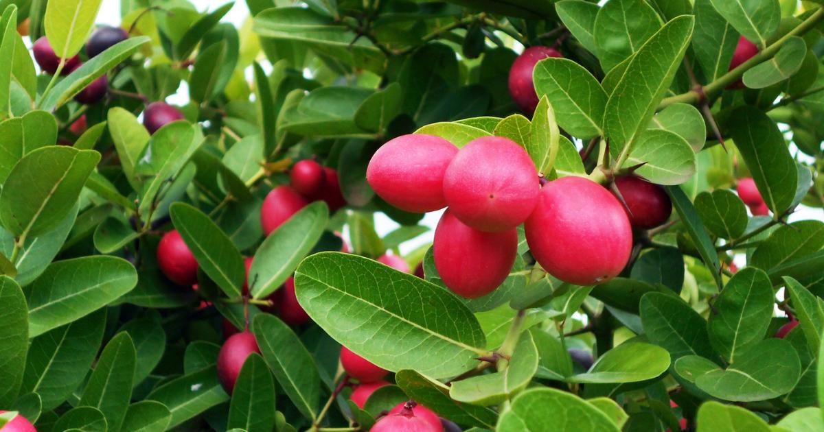 How to Cultivate Carandas Plum