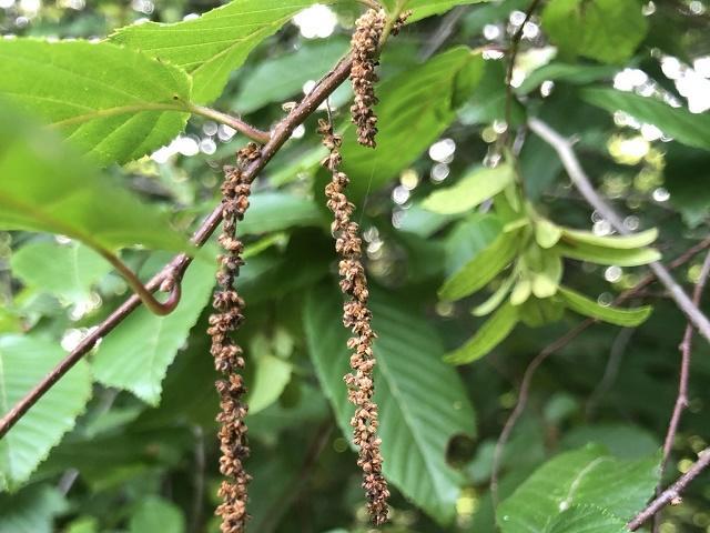 Carpinus caroliniana Flower