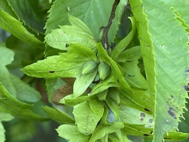 Carpinus caroliniana Fruit