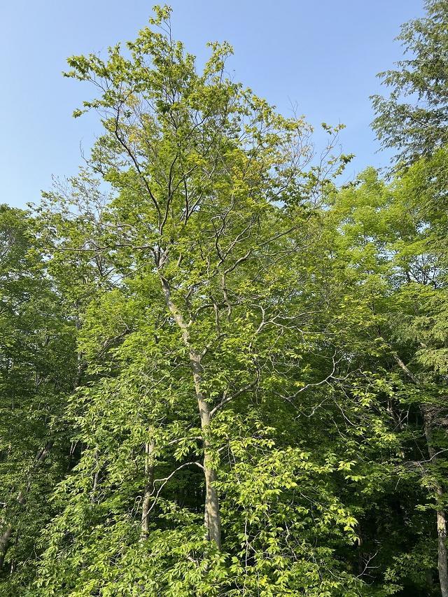 Carpinus caroliniana Tree