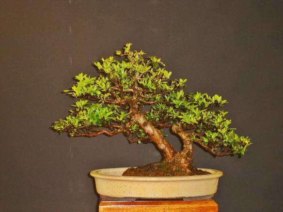Ceramic pot
