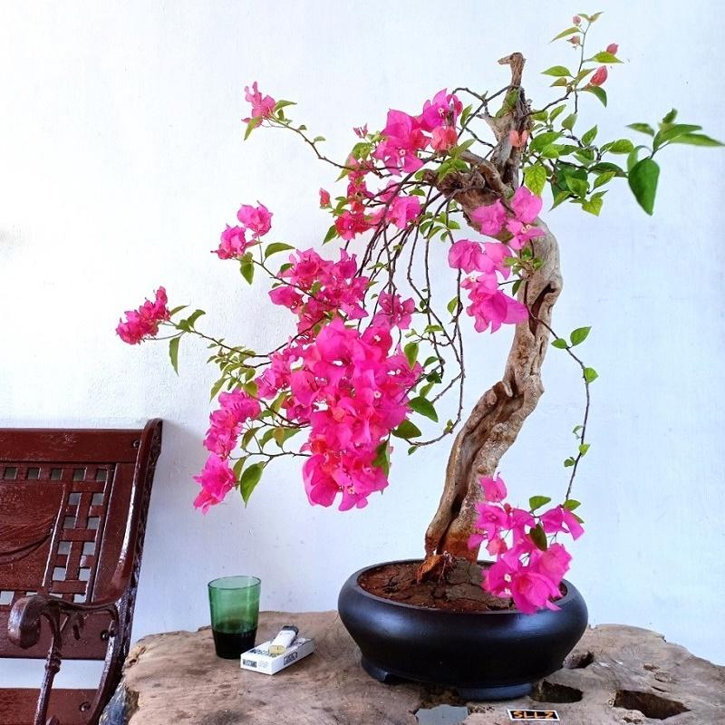 Champion Bougainville Bonsai