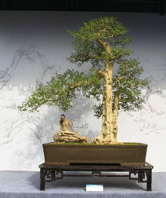 Chinese Box Penjing
