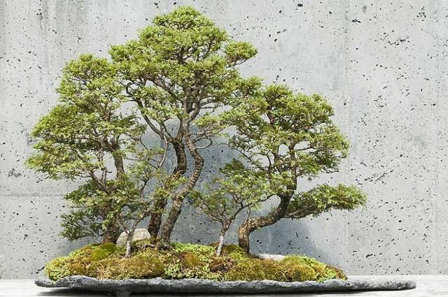 Chinese Elm Bonsai