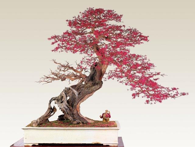Chinese Fringe Flower Bonsai