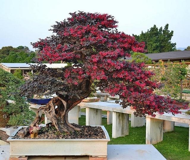 Chinese Fringe Flower Bonsai