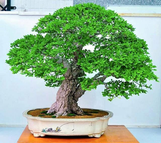 Chinese Hackberry Bonsai