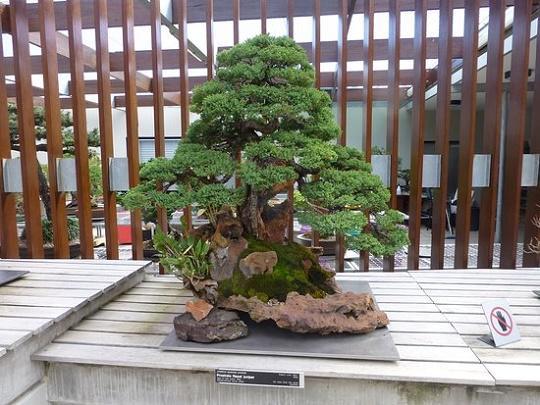 Chinese Juniper Penjing