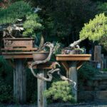 List of Trees Often Used in Chinese Penjing