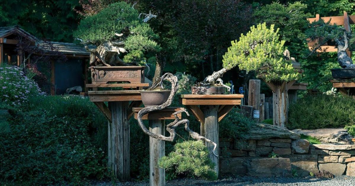 List of Trees Often Used in Chinese Penjing