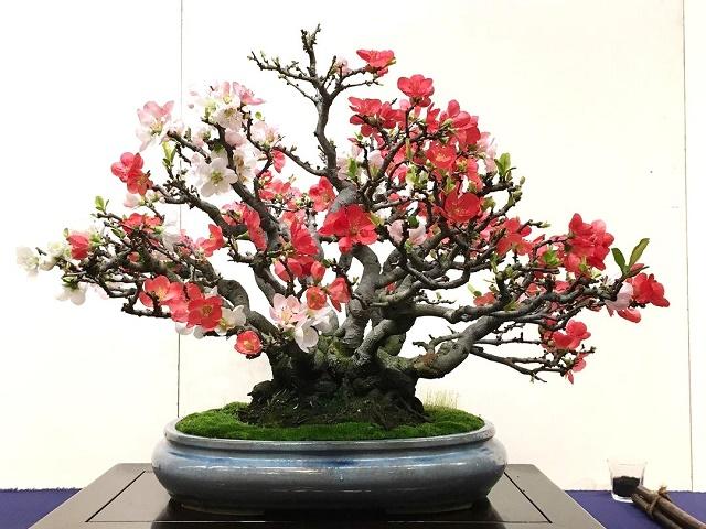 Chinese Quince Bonsai