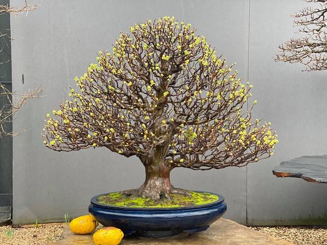 Chinese Quince Bonsai