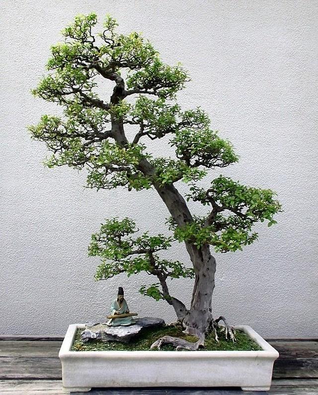 Chinese Sweet Plum Bonsai