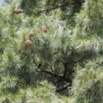 Chinese White Pine