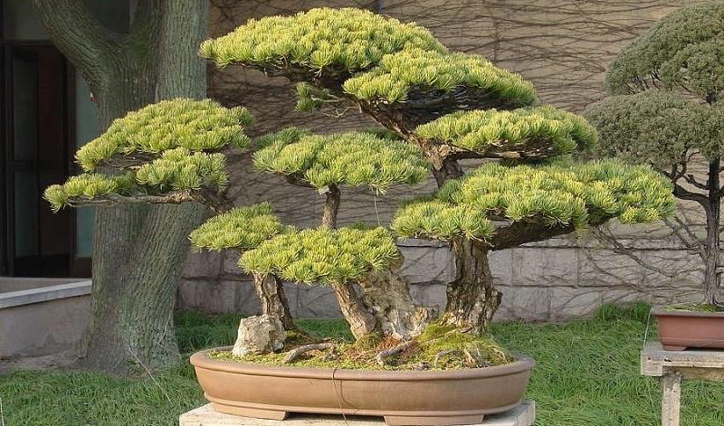Chinese White Pine Bonsai